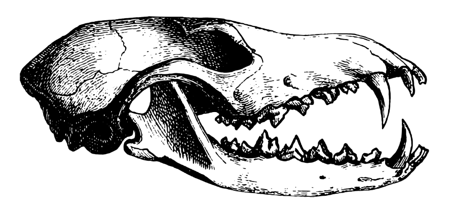Umfrage Knochenmodelle